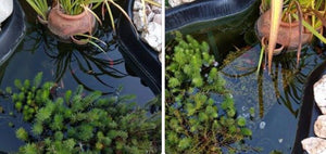 Small Fishpond/Water Feature Pack